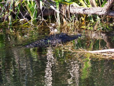 Florida Everglades Ulusal Parkı 'ndaki Köpekbalığı Vadisi Gözlem Kulesi' ne giden Tram Yolu boyunca Timsah