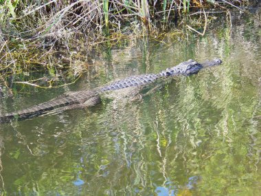 Florida Everglades Ulusal Parkı 'ndaki Köpekbalığı Vadisi Gözlem Kulesi' ne giden Tram Yolu boyunca Timsah