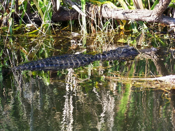 Alligator Longo Trilha Estrada Bonde Torre Observação Vale Tubarão Parque — Fotografia de Stock
