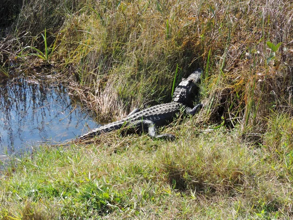 Alligatore Lungo Tram Road Trail Shark Valley Observation Tower Everglades — Foto Stock