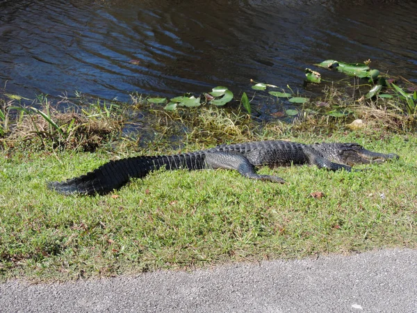 Alligator along Tram Road Trail to Shark Valley Observation Tower in Everglades National Park in Florida