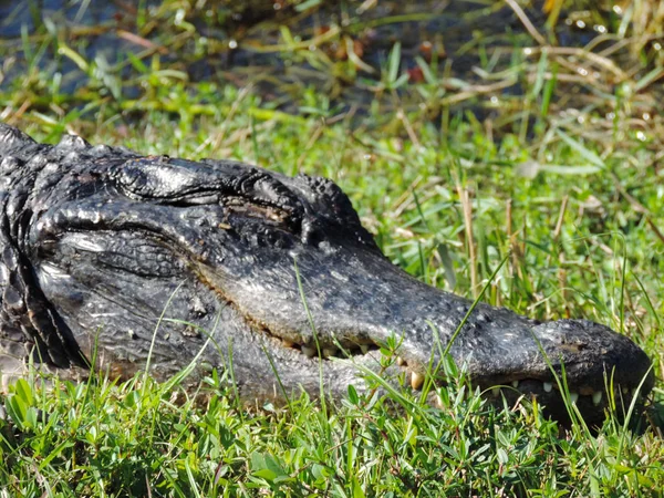 Aligator Wzdłuż Tramwaj Road Trail Shark Valley Observation Tower Parku — Zdjęcie stockowe