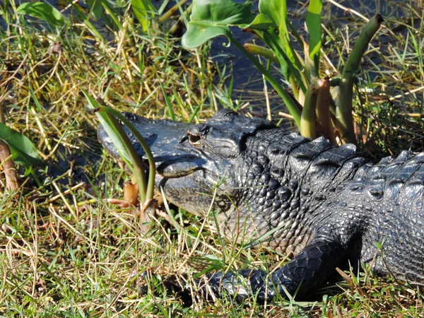 Alligator Longo Trilha Estrada Bonde Torre Observação Vale Tubarão Parque — Fotografia de Stock