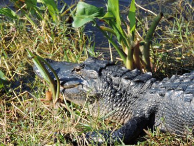 Florida Everglades Ulusal Parkı 'ndaki Köpekbalığı Vadisi Gözlem Kulesi' ne giden Tram Yolu boyunca Timsah