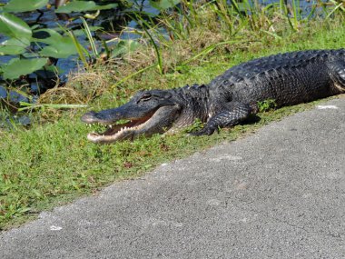 Florida Everglades Ulusal Parkı 'ndaki Köpekbalığı Vadisi Gözlem Kulesi' ne giden Tram Yolu boyunca Timsah