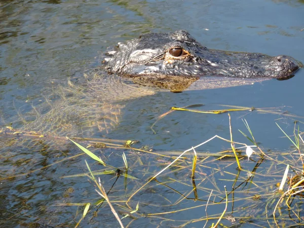 Close Alligator Tram Road Trail Shark Valley Observation Tower Everglades — Fotografia de Stock