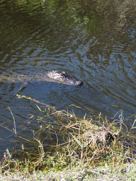 Alligator Longo Trilha Estrada Bonde Torre Observação Vale Tubarão Parque — Fotografia de Stock