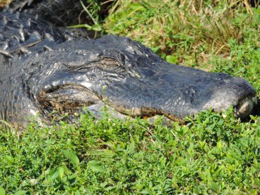 Florida Everglades Ulusal Parkı 'ndaki Köpekbalığı Vadisi Gözlem Kulesi' ne giden Tram Yolu boyunca bir Timsahın Kapanışı