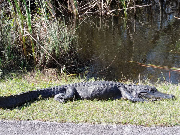 Alligator along Tram Road Trail to Shark Valley Observation Tower in Everglades National Park in Florida