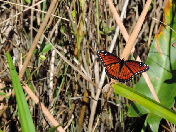 Orange Winged Butterfly Tram Road Trail Shark Valley Observation Tower — Photo