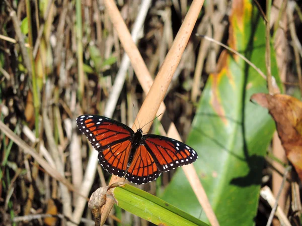 オレンジウインド蝶 フロリダ州エバーグレーズ国立公園のシャークバレー展望台へのトラムロードトレイル — ストック写真