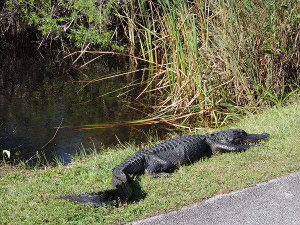 플로리다의 에버글레이즈 공원에 이르는 도로를 달리는 — 스톡 사진