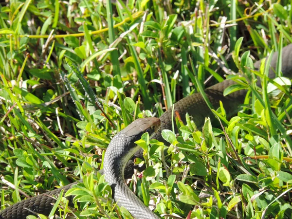 Snake Tramwaj Wieży Obserwacyjnej Doliny Rekinów Parku Narodowym Everglades Florydzie — Zdjęcie stockowe