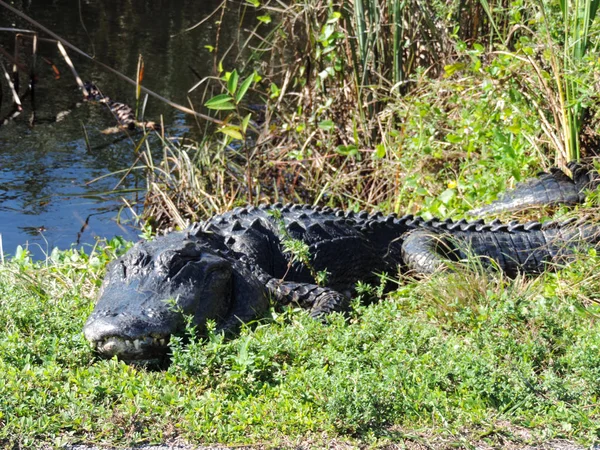 Alligator Longo Trilha Estrada Bonde Torre Observação Vale Tubarão Parque — Fotografia de Stock
