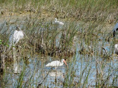 Florida Everglades Ulusal Parkı 'ndaki Köpekbalığı Vadisi Gözlem Kulesi' ne giden Tram Yolu boyunca kuşlar.