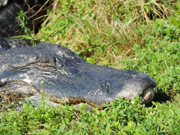 Close Up of an Alligator along Tram Road Trail to Shark Valley Observation Tower in Everglades National Park in Florida