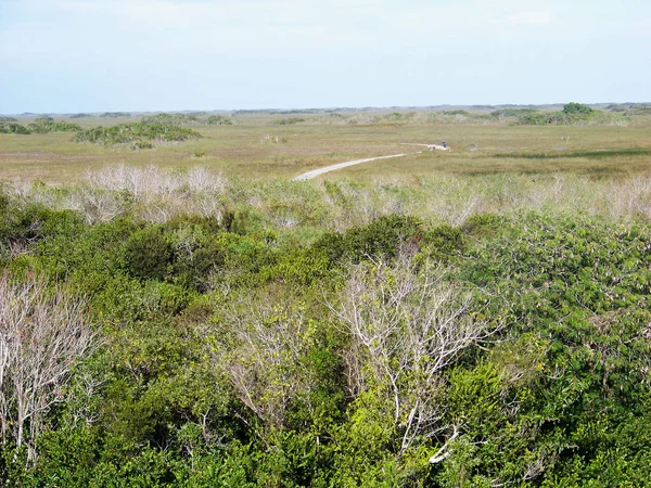 Straßenbahnweg Zum Hai Tal Aussichtsturm Everglades Nationalpark Florida — Stockfoto