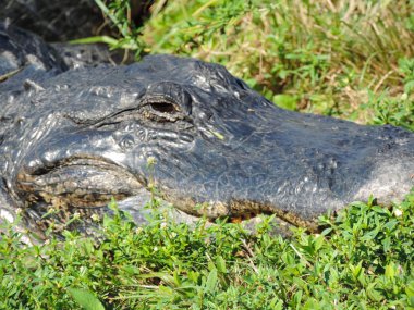 Florida Everglades Ulusal Parkı 'ndaki Köpekbalığı Vadisi Gözlem Kulesi' ne giden Tram Yolu boyunca bir Timsahın Kapanışı