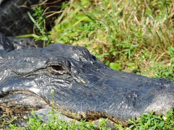 Close Up of an Alligator along Tram Road Trail to Shark Valley Observation Tower in Everglades National Park in Florida