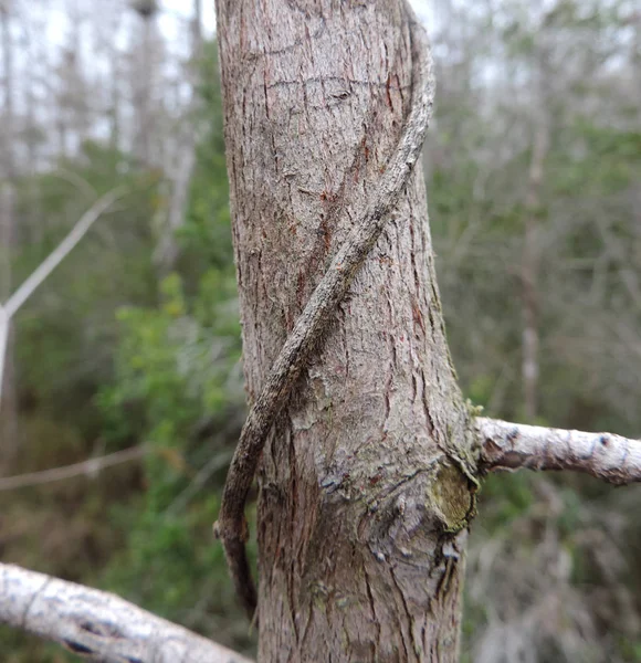 Branches Arbres Particuliers Dans Parc National Des Everglades Floride États — Photo