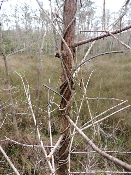 Περίεργη Δέντρο Κλαδιά Στο Εθνικό Πάρκο Everglades Φλόριντα Usa — Φωτογραφία Αρχείου