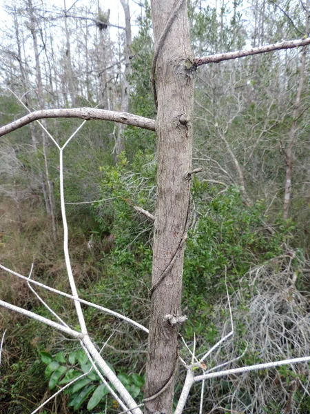 Peculiar Árvore Filiais Parque Nacional Everglades Florida Eua — Fotografia de Stock