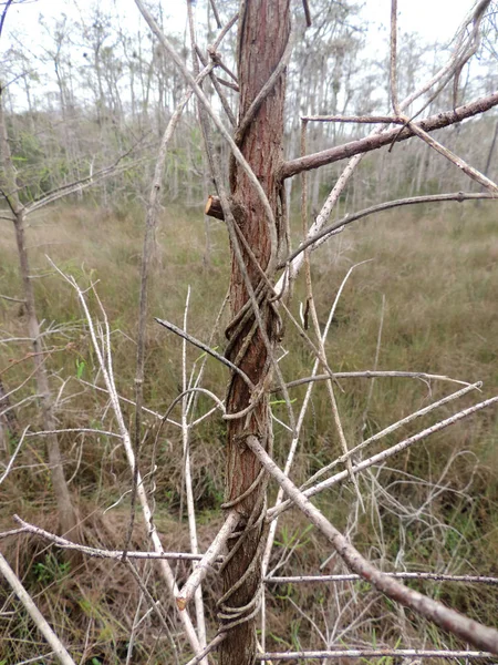 Περίεργη Δέντρο Κλαδιά Στο Εθνικό Πάρκο Everglades Φλόριντα Usa — Φωτογραφία Αρχείου
