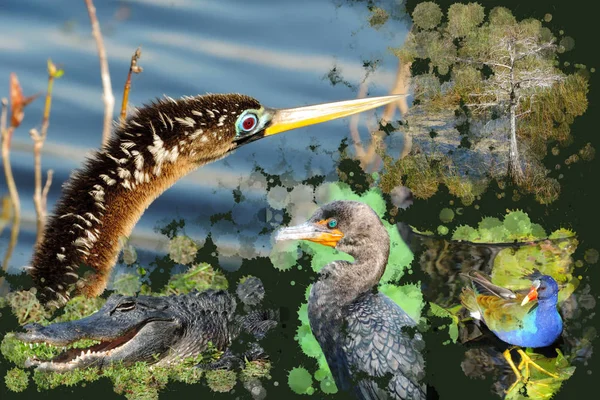 Divoká Příroda Národním Parku Everglades Obrázek Montage Ptáků Aligátor Květiny — Stock fotografie