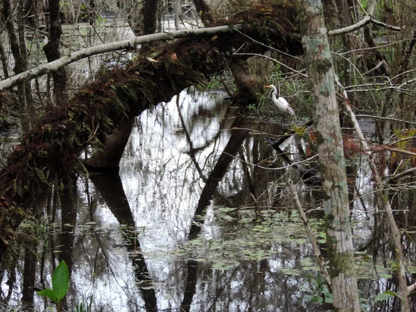 Nature Faune Dans Parc National Des Everglades Floride États Unis — Photo