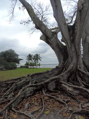 Edison Bahçesi ve Fort Myers, Florida 'daki Ford Kış Malikanesi