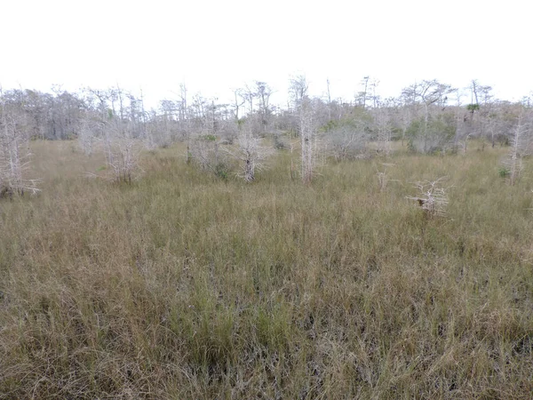 佛罗里达州弗罗里达Everglades国家公园的自然和野生动物 — 图库照片