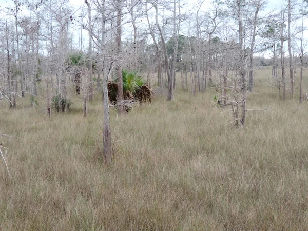 Φύση Και Άγρια Ζωή Στο Εθνικό Πάρκο Everglades Florida Usa — Φωτογραφία Αρχείου