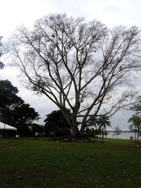 Jardin Edison Ford Winter Estate Fort Myers Floride — Photo