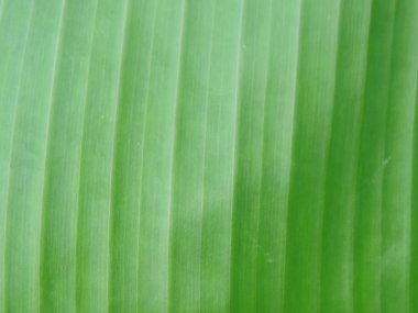 Edison Bahçesi ve Fort Myers, Florida 'daki Ford Kış Malikanesi