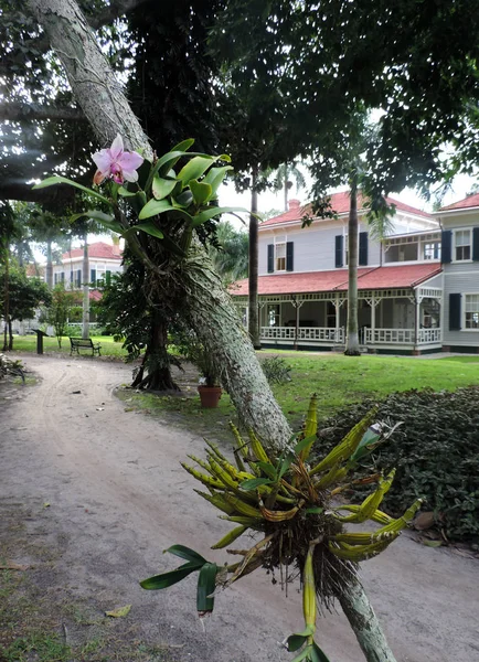 Edison Και Ford Winter Estate Στο Fort Myeres Φλόριντα — Φωτογραφία Αρχείου