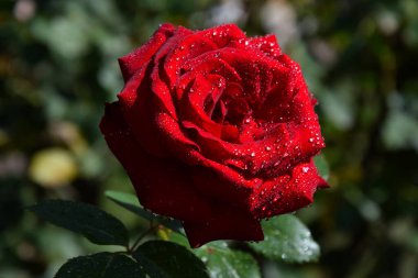 Yaprakların üzerindeki su damlalarıyla Kırmızı Gül Çiçeği Güzel Bahçe