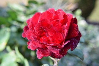 Yaprakların üzerindeki su damlalarıyla Kırmızı Gül Çiçeği Güzel Bahçe