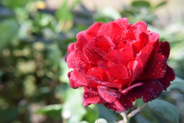 Yaprakların üzerindeki su damlalarıyla Kırmızı Gül Çiçeği Güzel Bahçe