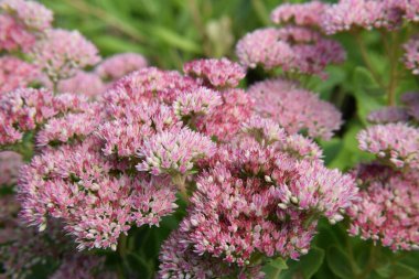 Pembe Renkli Sarkık Çiçek Bahçede Çiçek Açıyor