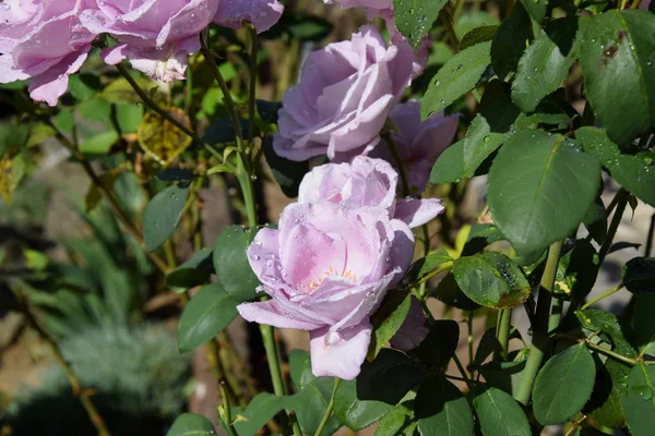 Lilac Rose Blossoms Opening Rose Buds Water Drops Petals Beautiful — Stock Photo, Image