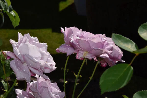 Leylak Gülü Çiçekleri Gül Tomurcukları Çiçekleriyle Çiçek Açmak Güzel Bahçe — Stok fotoğraf