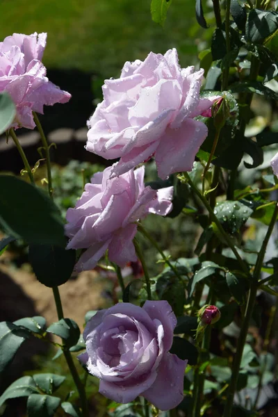 Flores Rosa Lila Brotes Rosa Apertura Con Gotas Agua Los — Foto de Stock