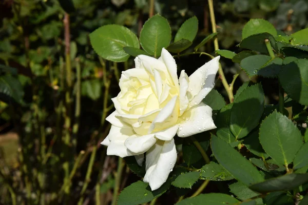 Yaprakların Üzerinde Damlaları Olan Beyaz Gül Çiçeği Güzel Bahçe — Stok fotoğraf