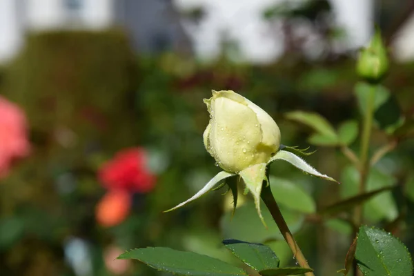 White Opening Rose Bud Water Drops Petals Beautiful Garden — Stock Photo, Image