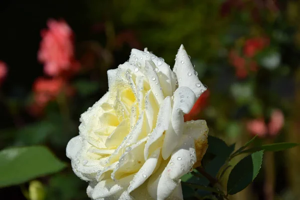 Rosa Blanca Con Gotas Agua Los Pétalos Hermoso Jardín — Foto de Stock