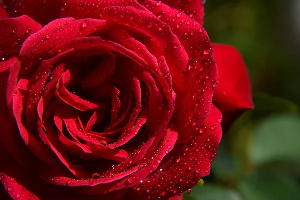Rote Rosenblüte Mit Wassertropfen Auf Den Blütenblättern Schöner Garten — Stockfoto