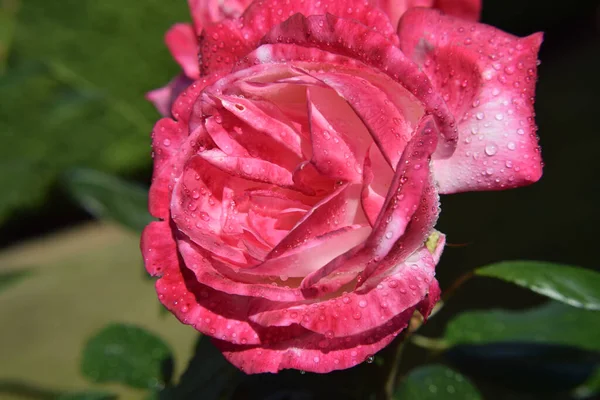 Pembe Gül Çiçeği Yaprakların Üzerinde Damlaları Güzel Bahçe — Stok fotoğraf