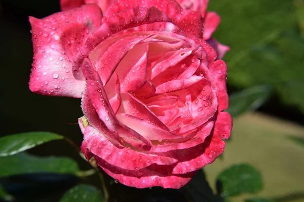 Rosa Rosa Flor Con Gotas Agua Los Pétalos Hermoso Jardín — Foto de Stock