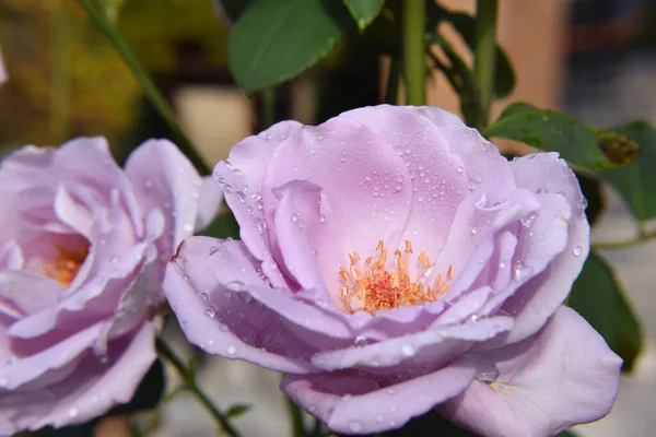 Lilac Rose Blossoms and Opening Rose Buds with Water Drops on the Petals - Beautiful Garden