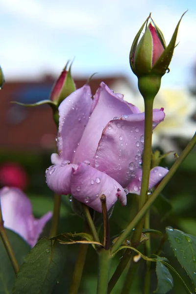 Lilac Rose Blossoms Opening Rose Buds Water Drops Petals Beautiful — Stock Photo, Image